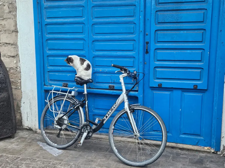 A white bicycle leaning against a bright blue door, a cat sitting on its seat