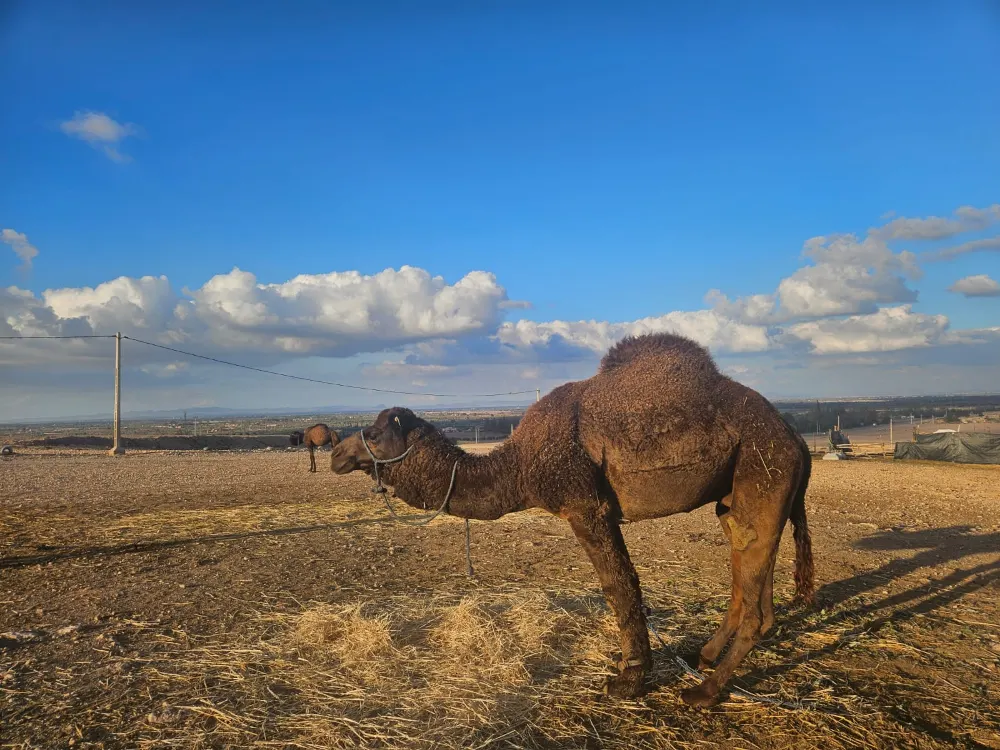 A camel standing in a sunny field in southern Morocco